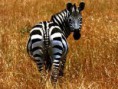 /album/photogallery/zebra-jpg/