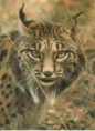 /album/photogallery/lince-gif/