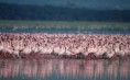 /album/photogallery/the-crimson-wing-flamingo-012-jpg/